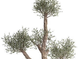 olive tree in a rusty flowerpot for the interior 990 Model 3D