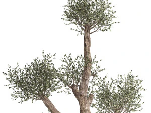 olive tree in a rusty flowerpot for the interior 990 3D Model