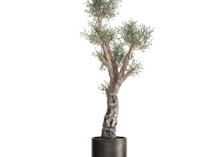 olive tree in a rusty flowerpot for the interior 990 Model 3D