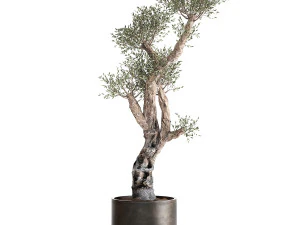 olive tree in a rusty flowerpot for the interior 990 3D Model