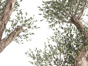 olive tree in a rusty flowerpot for the interior 990 3D Model