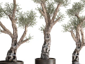 olive tree in a rusty flowerpot for the interior 990 3D Model