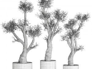 olive tree in a rusty flowerpot for the interior 990 Model 3D