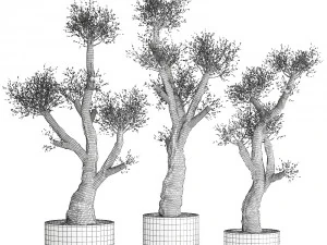 olive tree in a rusty flowerpot for the interior 990 3D Model