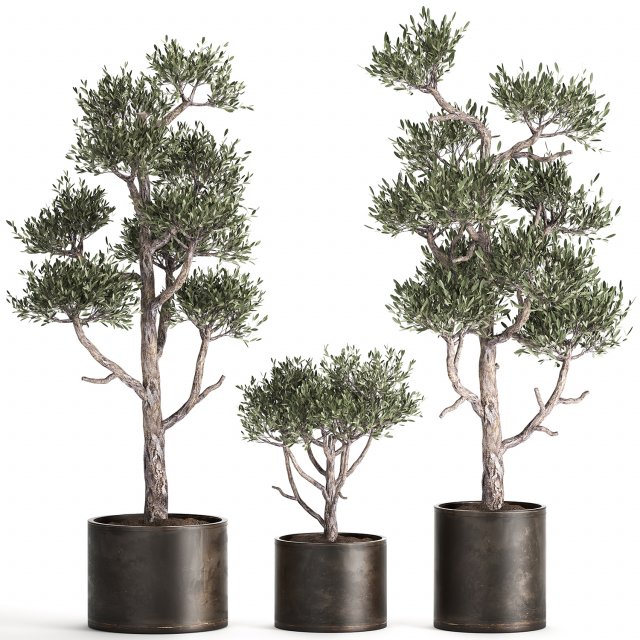 olive tree in a rusty flowerpot for the interior 991 3D Model .c4d .max .obj .3ds .fbx .stl .blend 