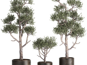 olive tree in a rusty flowerpot for the interior 991 3D Model
