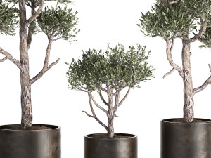 olive tree in a rusty flowerpot for the interior 991 3D Model