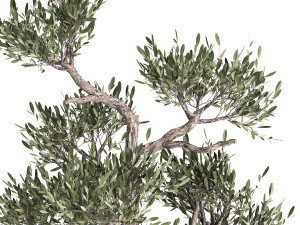 olive tree in a rusty flowerpot for the interior 991 3D Model