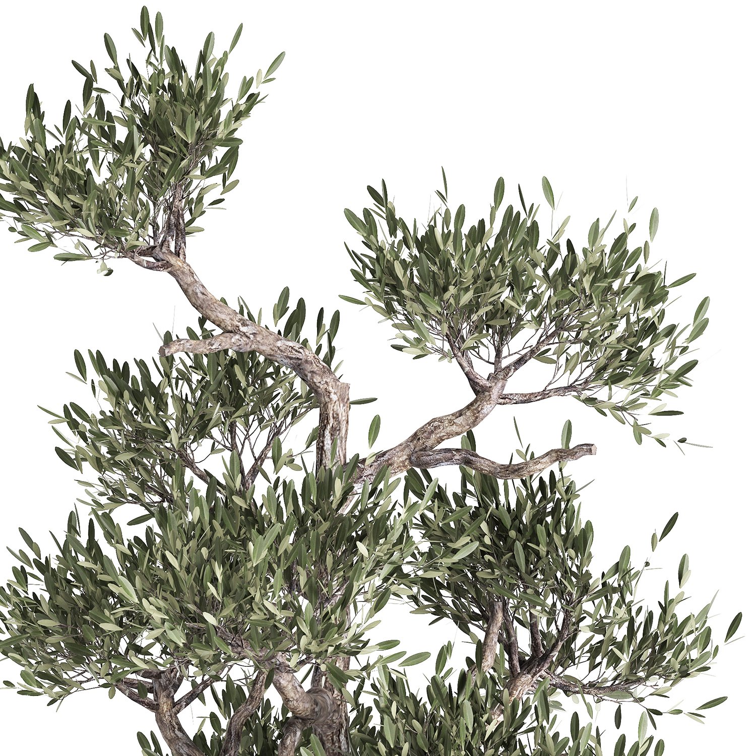 Дерево Оливы Купить Спб