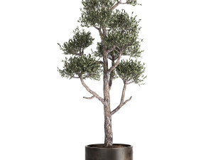 olive tree in a rusty flowerpot for the interior 991 3D Model