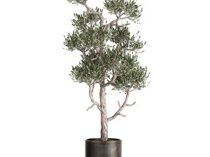 olive tree in a rusty flowerpot for the interior 991 3D Model