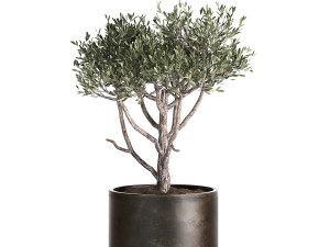 olive tree in a rusty flowerpot for the interior 991 3D Model