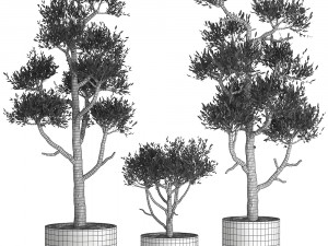olive tree in a rusty flowerpot for the interior 991 3D Model
