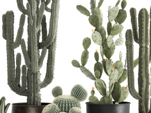 cactus set in a rusty flowerpot for the interior 992 Modelo 3D