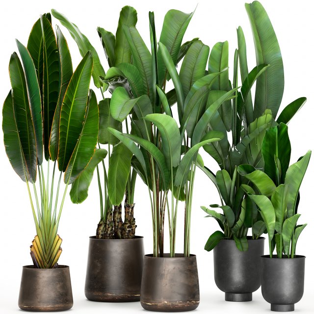 banana plants in a rusty flowerpot for the interior 994 3Dモデル .c4d .max .obj .3ds .fbx .stl .blend
