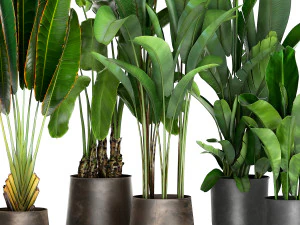 banana plants in a rusty flowerpot for the interior 994 3D Model