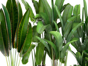 banana plants in a rusty flowerpot for the interior 994 3D Model
