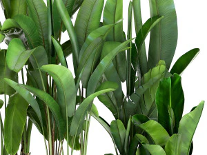 banana plants in a rusty flowerpot for the interior 994 3D Model