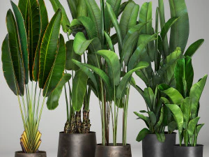 banana plants in a rusty flowerpot for the interior 994 3D Model