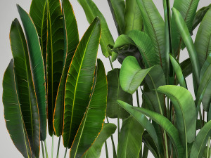 banana plants in a rusty flowerpot for the interior 994 3Dモデル
