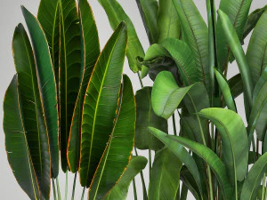 banana plants in a rusty flowerpot for the interior 994 3D Model