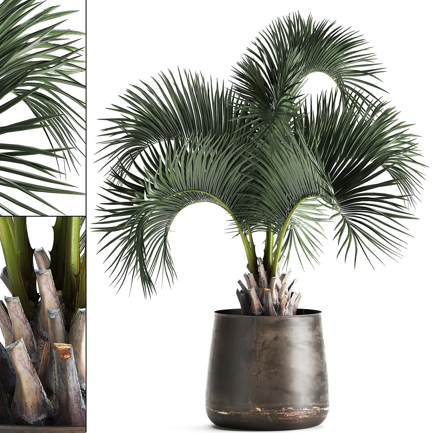 palm in a rusty flowerpot for the interior 995 3D Model .c4d .max .obj .3ds .fbx .stl .blend 