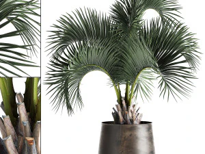 пальма в іржавому вазоні для інтер'єру 995 3D Модель