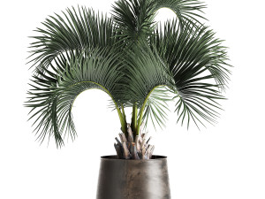 palm in a rusty flowerpot for the interior 995 Modelo 3D