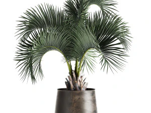 palm in a rusty flowerpot for the interior 995 3D Model