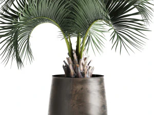 palm in a rusty flowerpot for the interior 995 3D Model