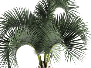 palm in a rusty flowerpot for the interior 995 3D Model