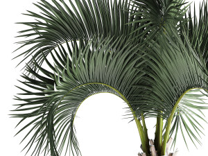 palm in a rusty flowerpot for the interior 995 Modelo 3D