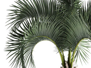 palm in a rusty flowerpot for the interior 995 3D Model