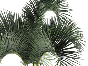 palm in a rusty flowerpot for the interior 995 3D Model