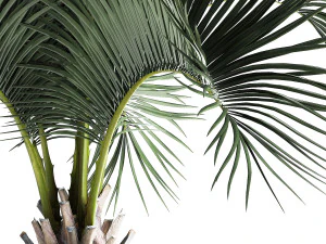 palm in a rusty flowerpot for the interior 995 3D Model