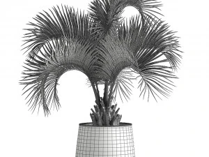 palm in a rusty flowerpot for the interior 995 3D Model