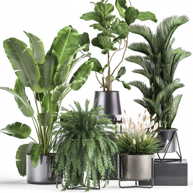 houseplants in a rust flowerpot for the interior 996 3D मॉडल .c4d .max .obj .3ds .fbx .stl .blend 
