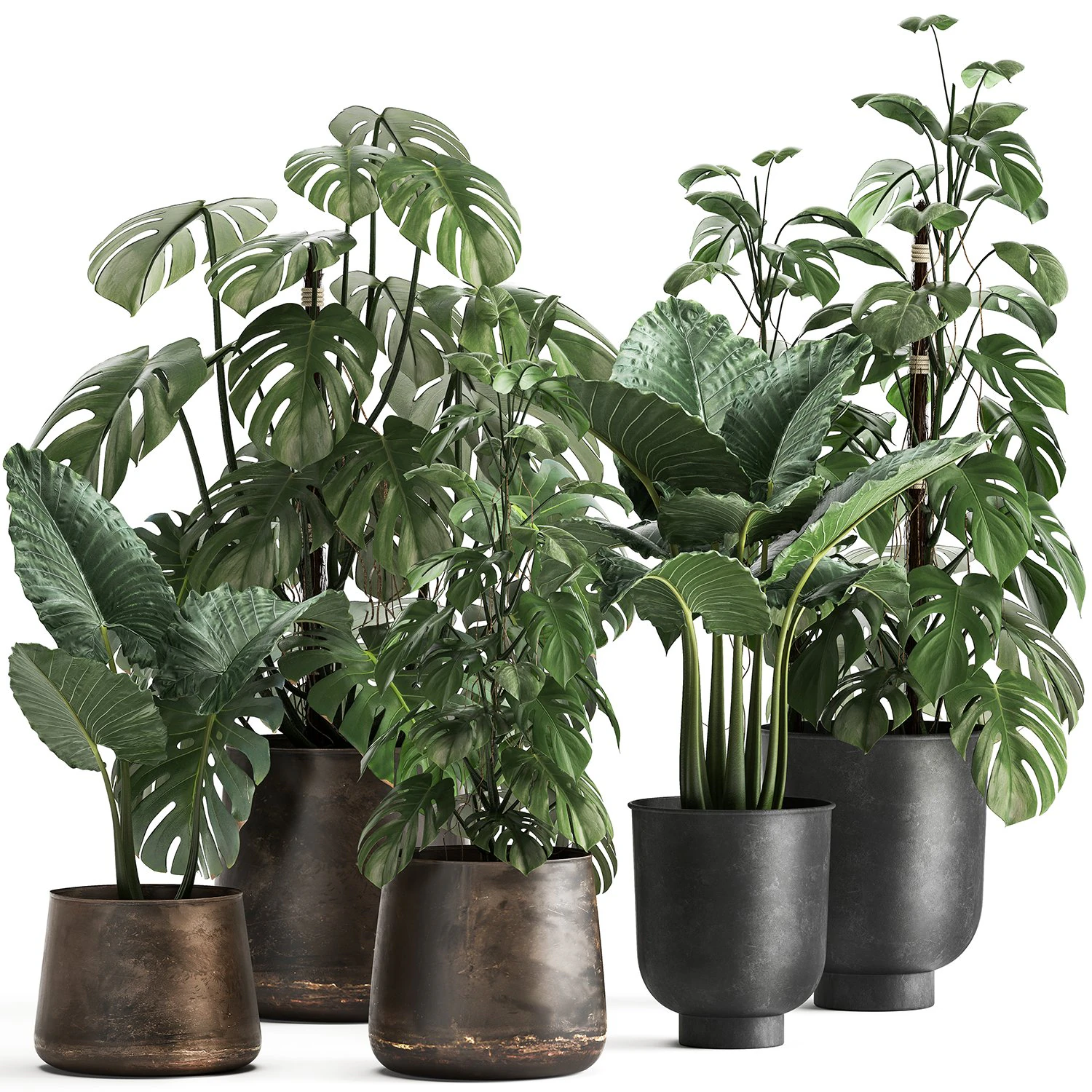 houseplants in a rusty flowerpot for the interior 999 3D Model .c4d .max .obj .3ds .fbx .stl .blend 