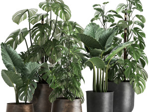 houseplants in a rusty flowerpot for the interior 999 3D मॉडल