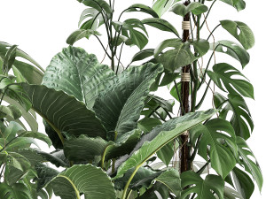 houseplants in a rusty flowerpot for the interior 999 3D Модель