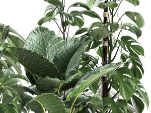 houseplants in a rusty flowerpot for the interior 999 3D Model