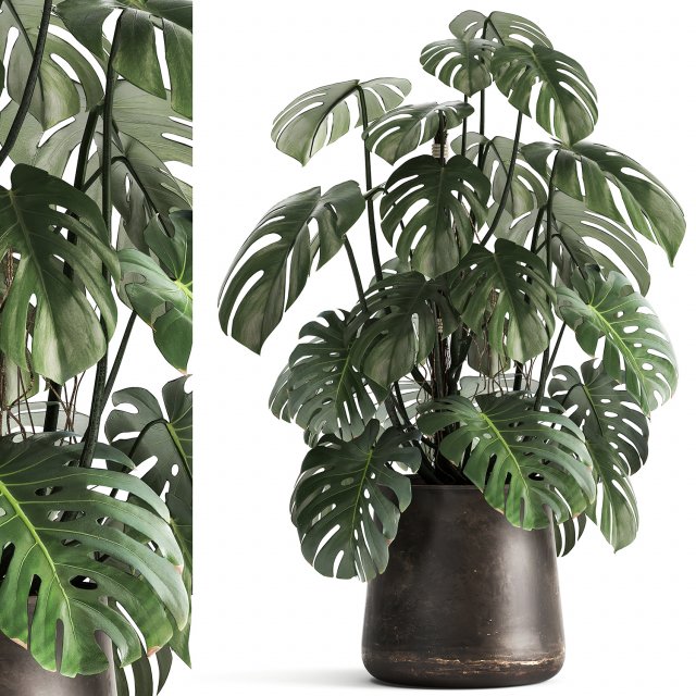 monstera in a rust pot for the interior 1001 3Dモデル .c4d .max .obj .3ds .fbx .stl .blend 