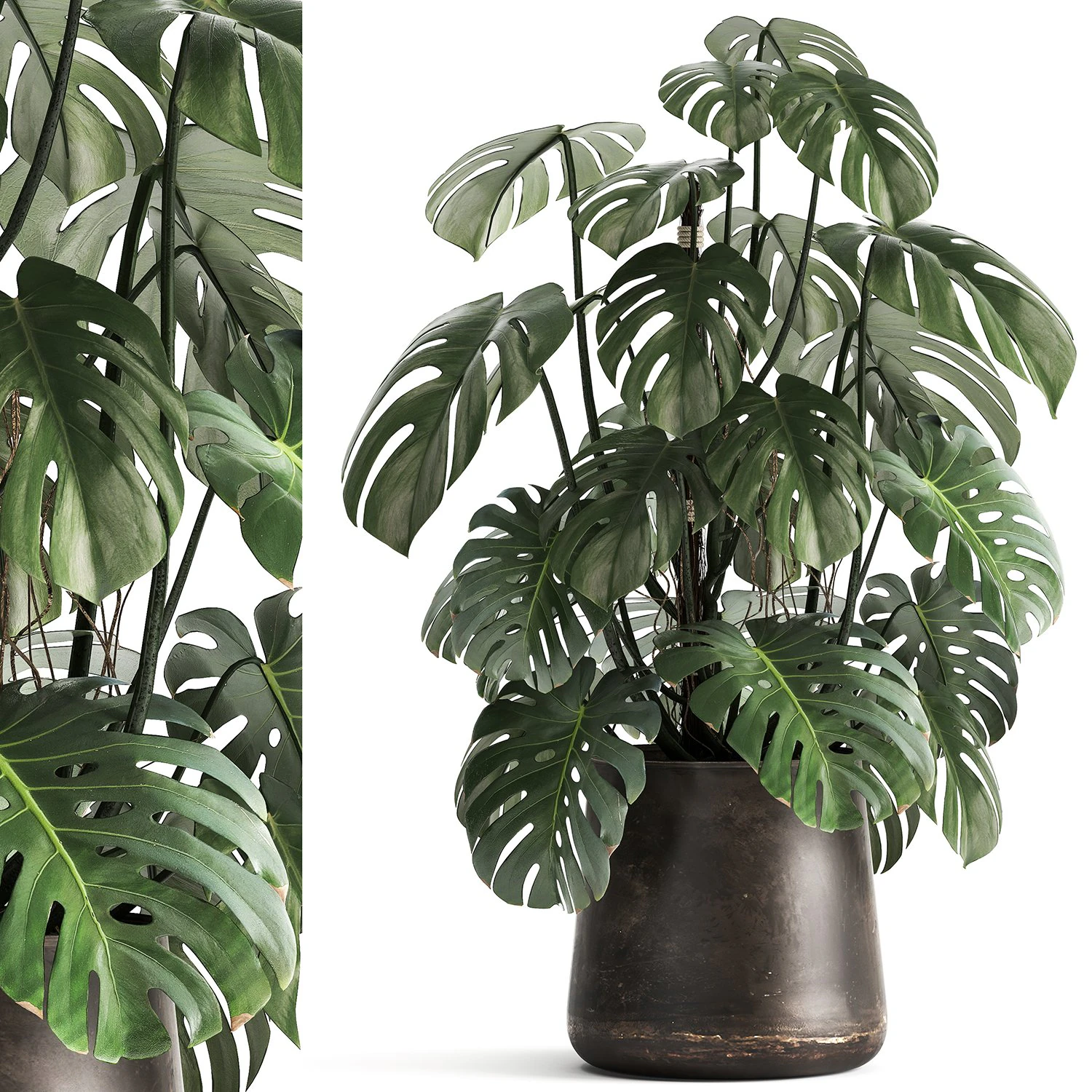 monstera in a rust pot for the interior 1001 3D Model .c4d .max .obj .3ds .fbx .stl .blend 