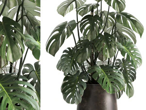 monstera em uma panela enferrujada para o interior 1001 Modelo 3D