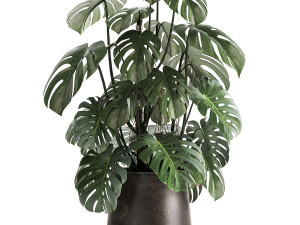 monstera in a rust pot for the interior 1001 3Dモデル
