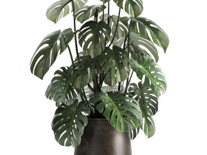 monstera in a rust pot for the interior 1001 3D Model