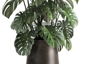 monstera in a rust pot for the interior 1001 3Dモデル