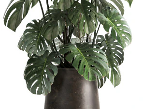monstera in a rust pot for the interior 1001 3D Model