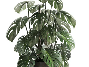 monstera in a rust pot for the interior 1001 3D Model