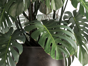 monstera in a rust pot for the interior 1001 3Dモデル